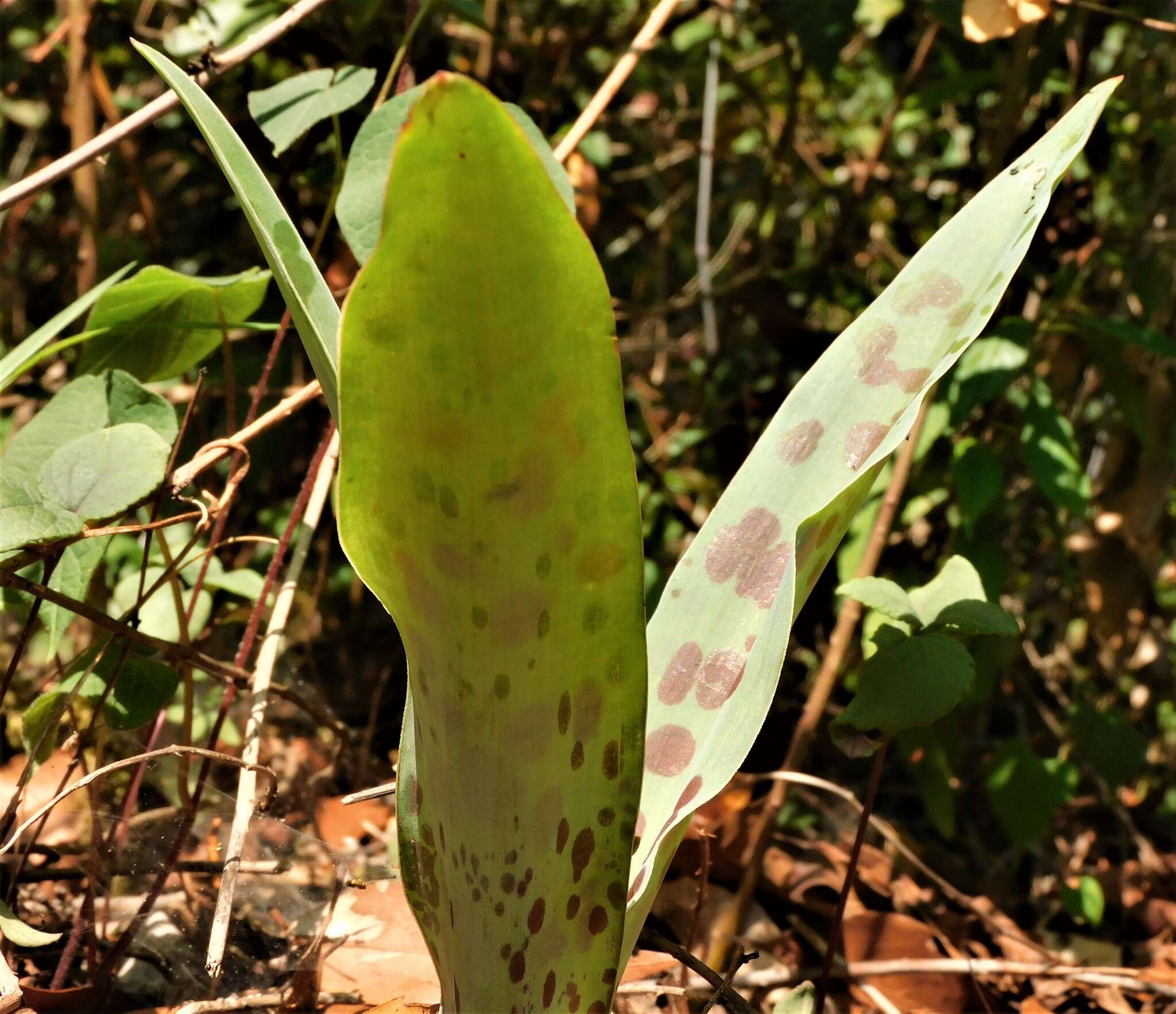 Image de Agave guttata Jacobi & C. D. Bouché