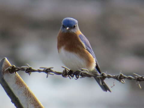 Image of Eastern Bluebird