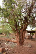 Image of False marula