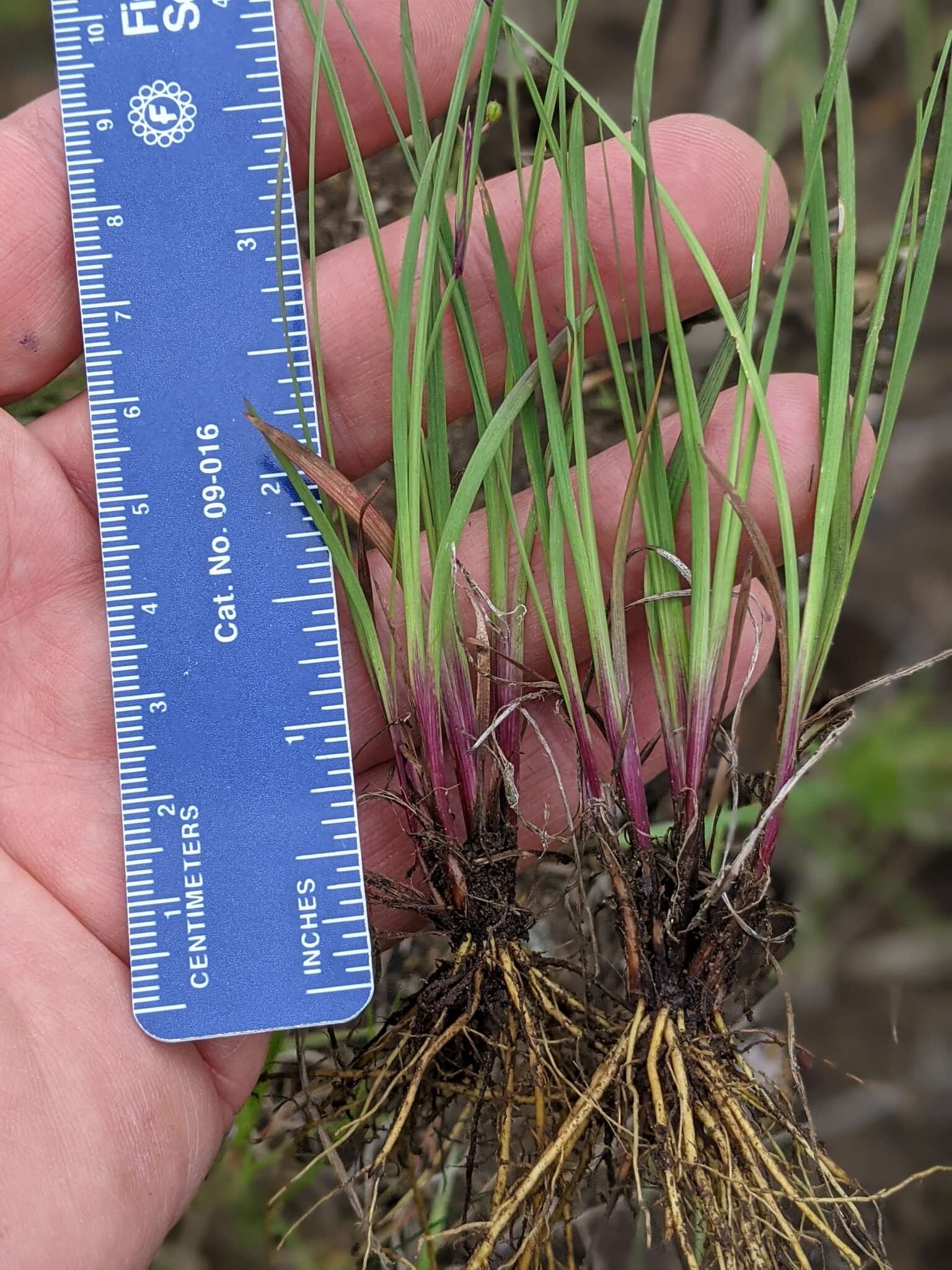 Image of Needle-Tip Blue-Eyed-Grass