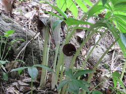 Image of Arisaema thunbergii subsp. urashima (H. Hara) H. Ohashi & J. Murata