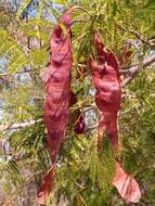 Image of Albizia bernieri Villiers