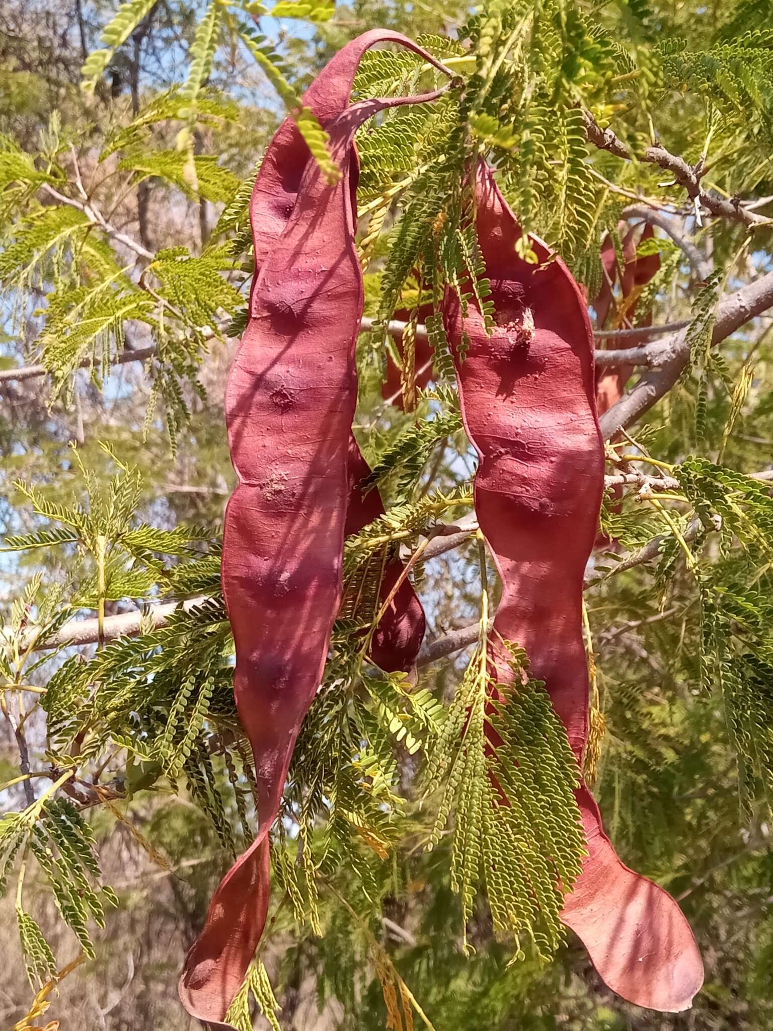 صورة Albizia bernieri Villiers