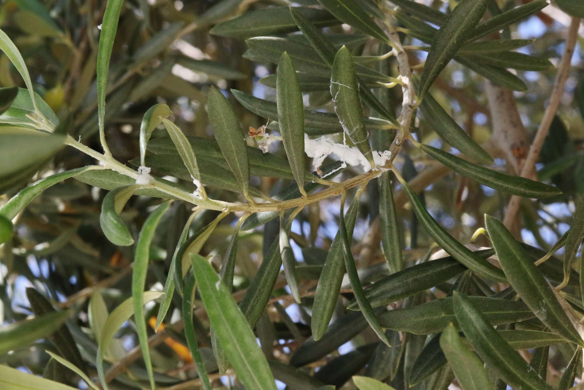 Image of Olive psyllid