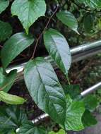 Image of Broussonetia kaempferi var. australis Suzuki