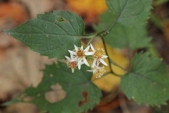 Image of white wood aster