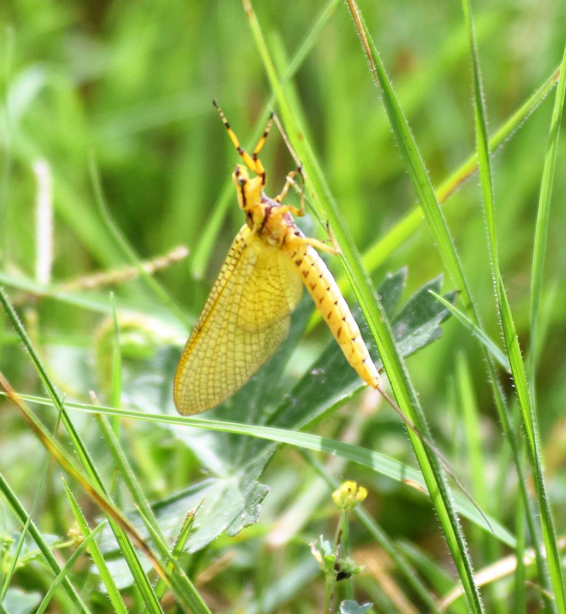 Image of Hexagenia Mayfly