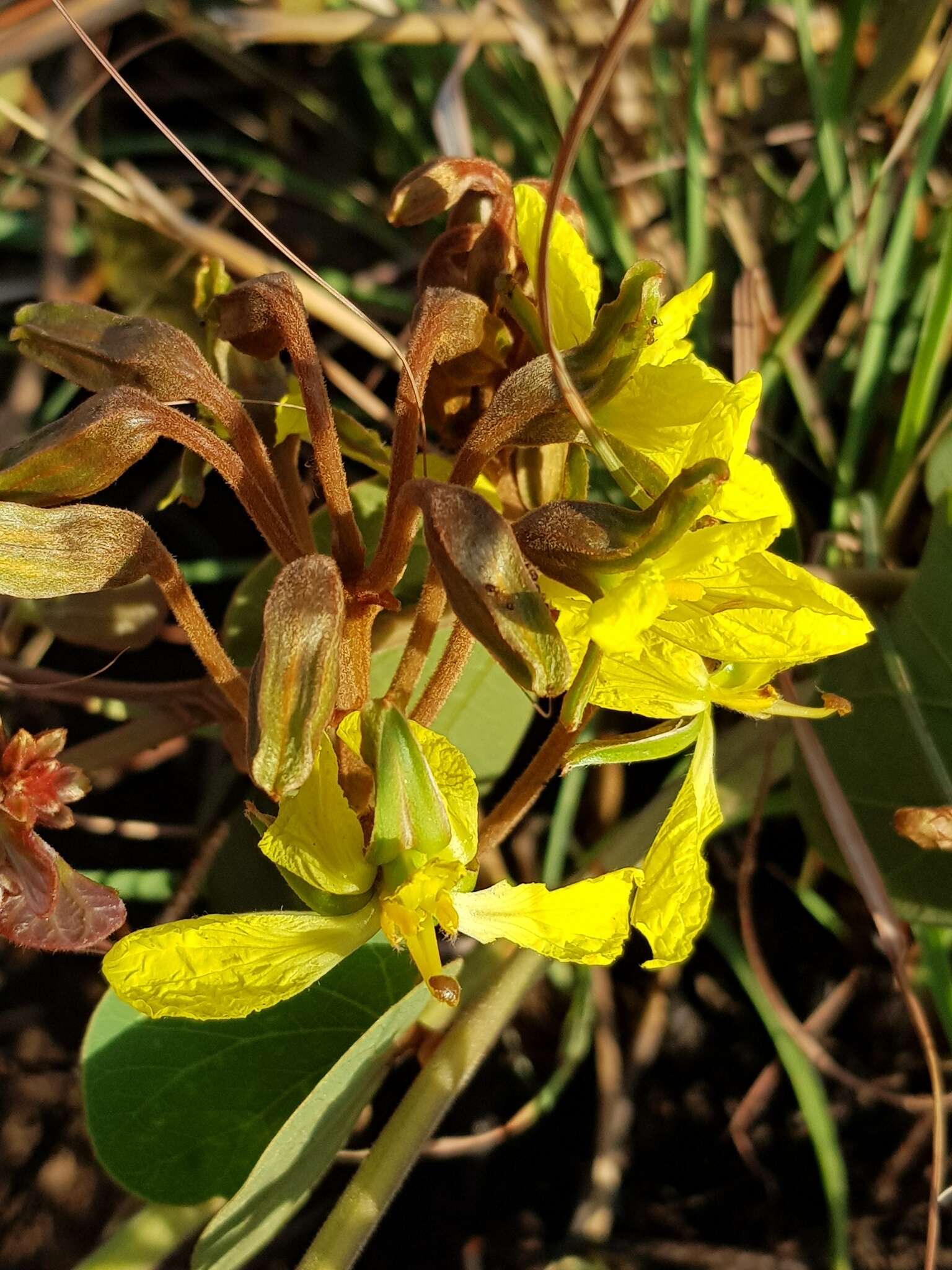 Image of Marama bean