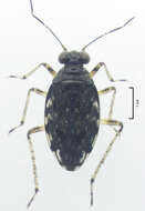 صورة Aoteasalda maculipennis (Cobben 1961)