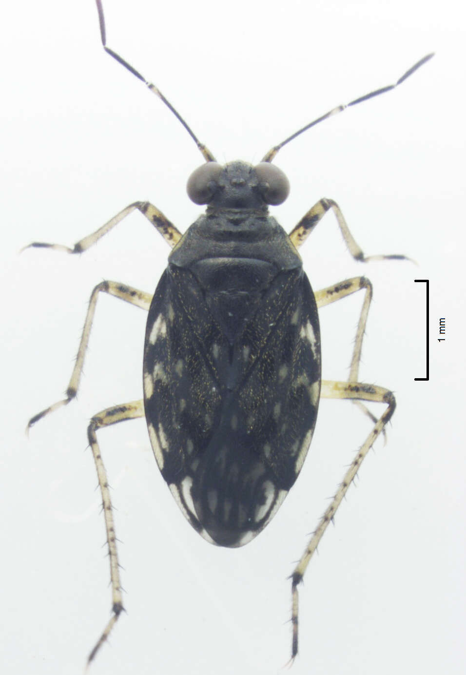 Image of Aoteasalda maculipennis (Cobben 1961)