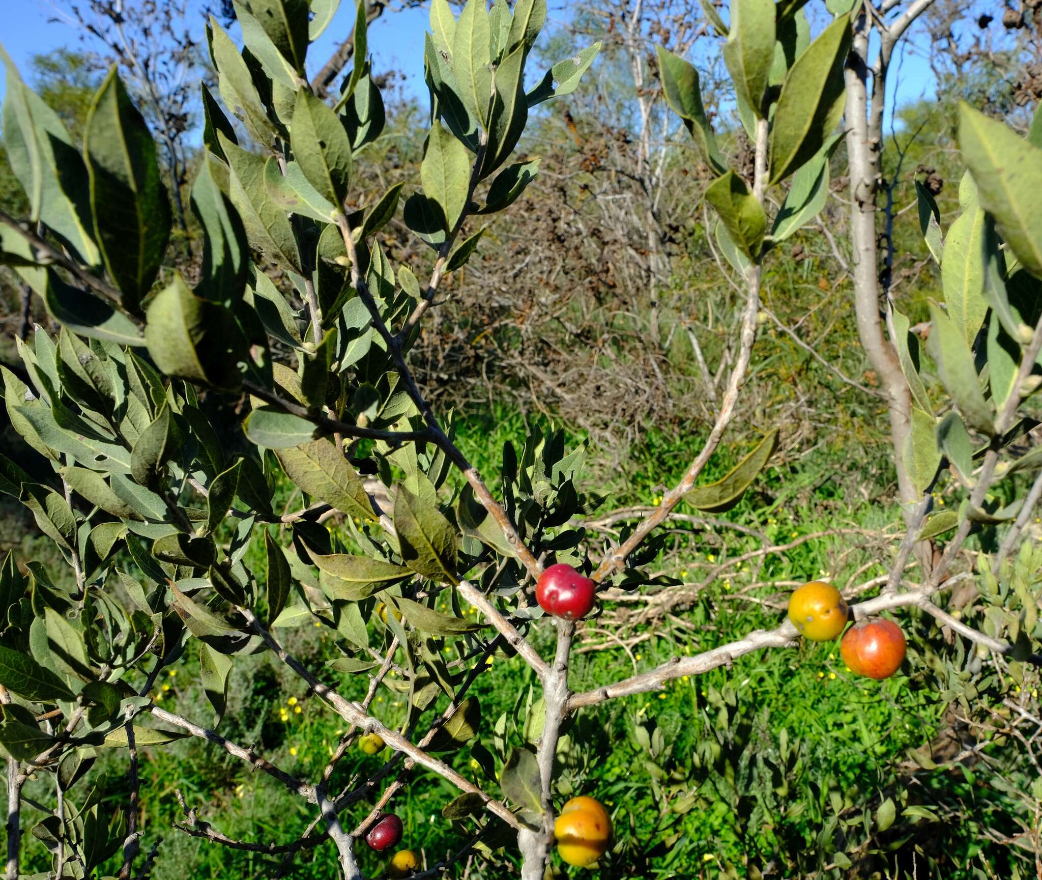 Image of Euclea acutifolia E. Mey. ex A. DC.