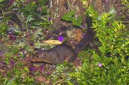 Image of Asian Red-cheeked Squirrel