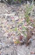 Image of Pelargonium viciifolium L'Her.