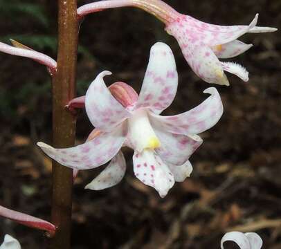 Image of Spotted hyacinth-orchid