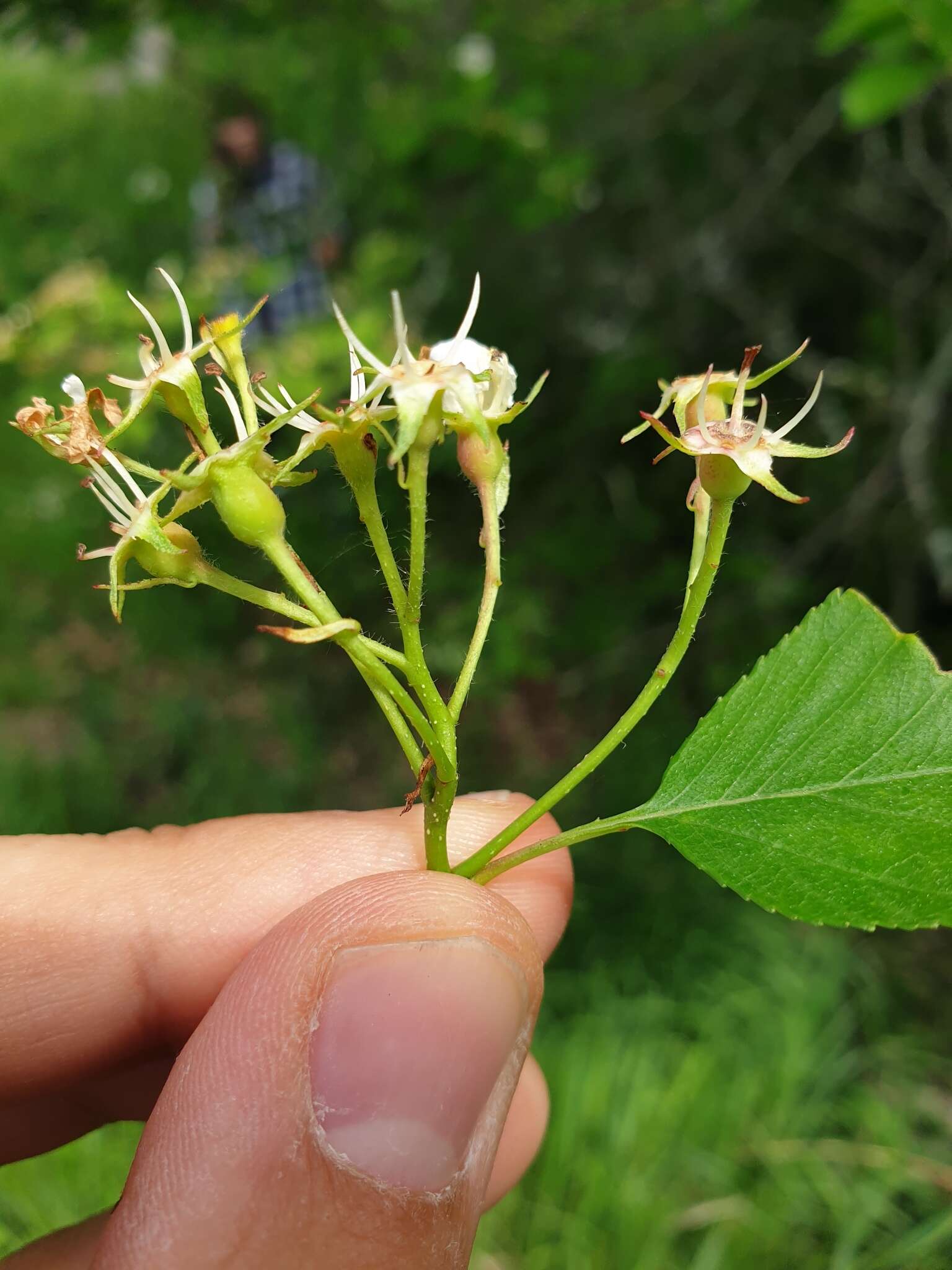 Plancia ëd Crataegus scabrida Sarg.