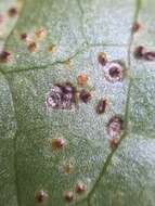 Image de Puccinia hydrocotyles (Mont.) Cooke 1880