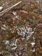 Image of cup lichen