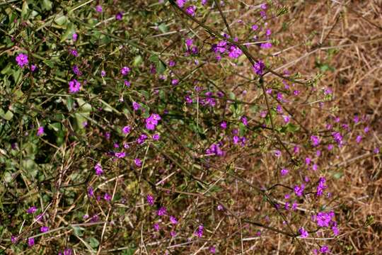 Image of Commicarpus australis R. D. Meikle