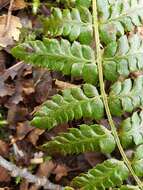 Image of Alaska hollyfern