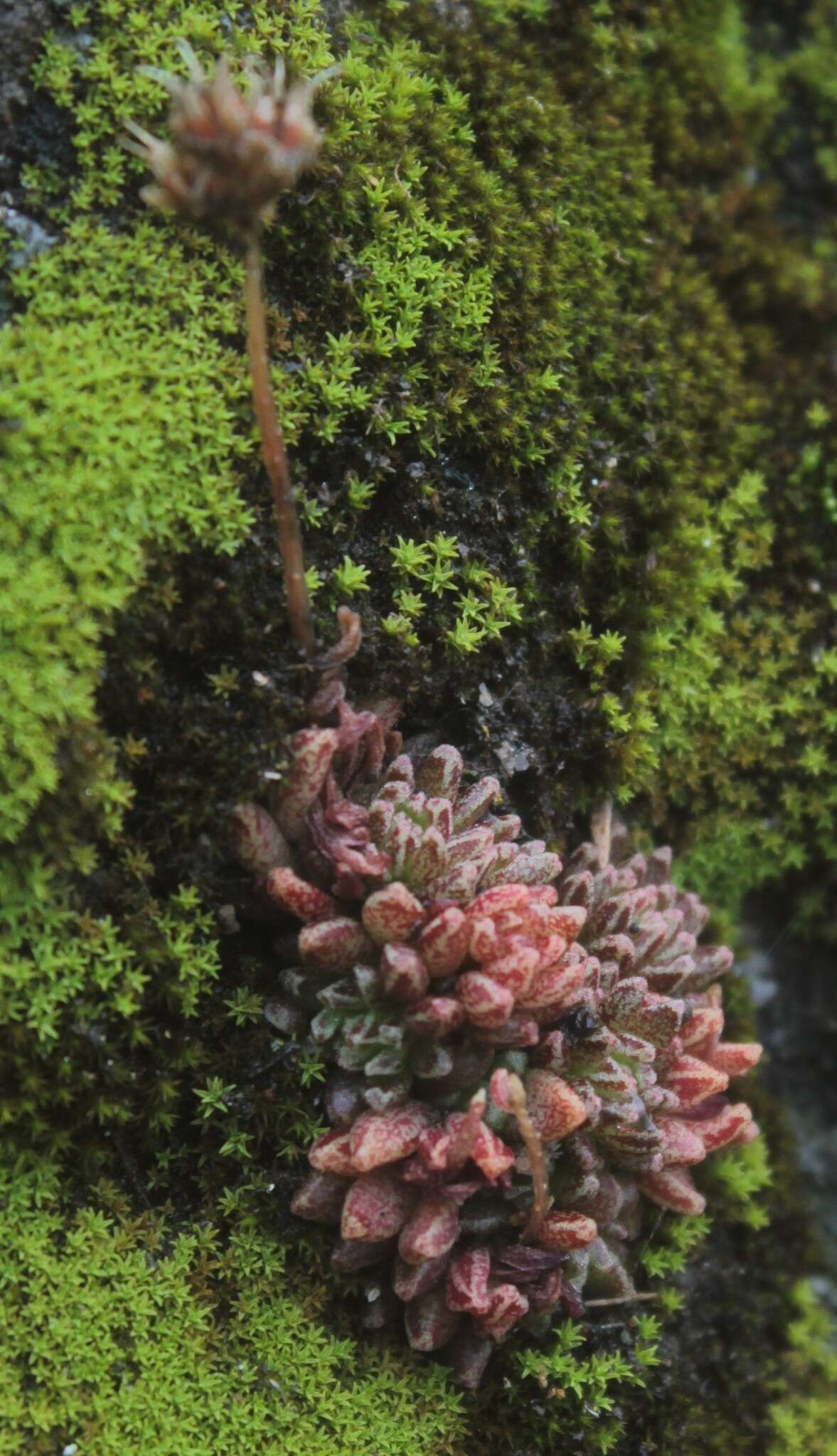 Image of Wright's stonecrop