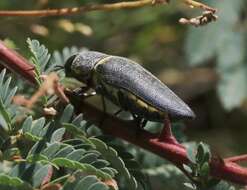 Image of Hippomelas planicauda Casey 1909