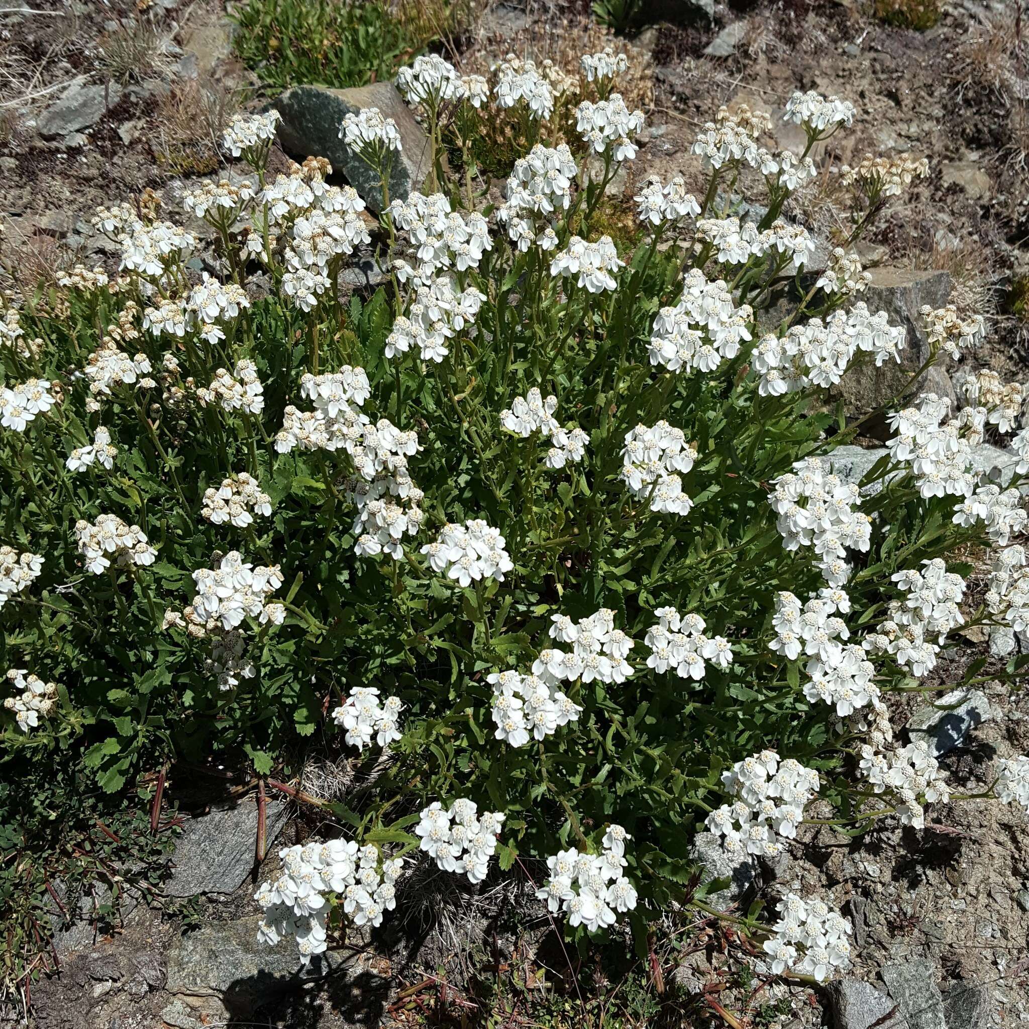 Слика од Achillea erba-rotta All.