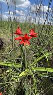 Image of Hippeastrum santacatarina (Traub) Dutilh