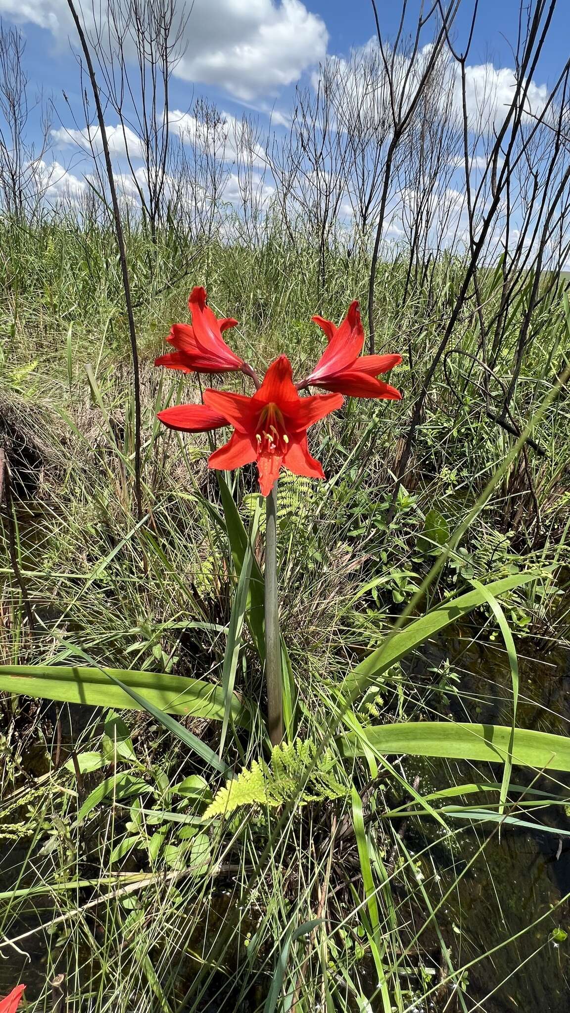 Imagem de Hippeastrum santacatarina (Traub) Dutilh