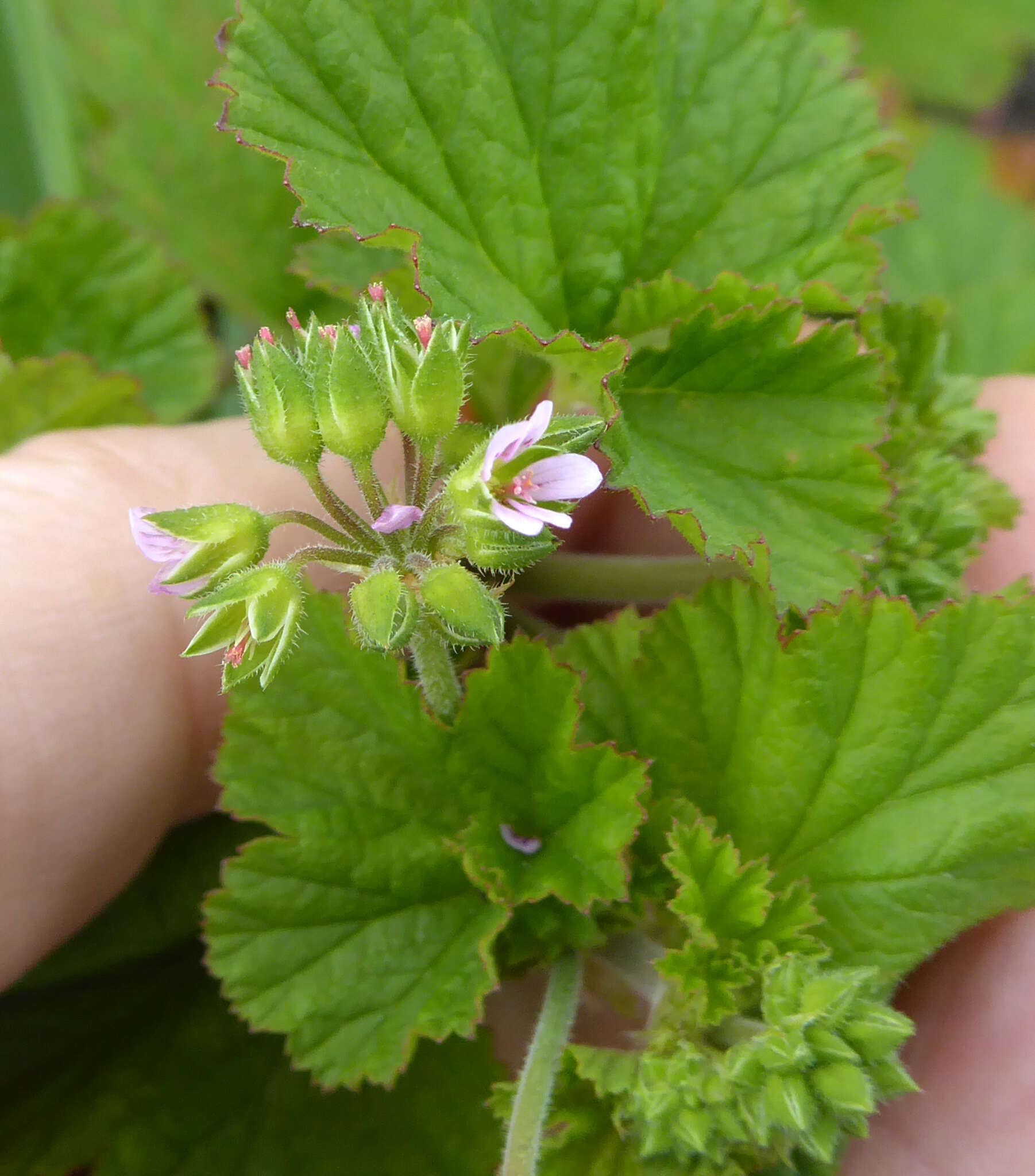 Image of scentless geranium