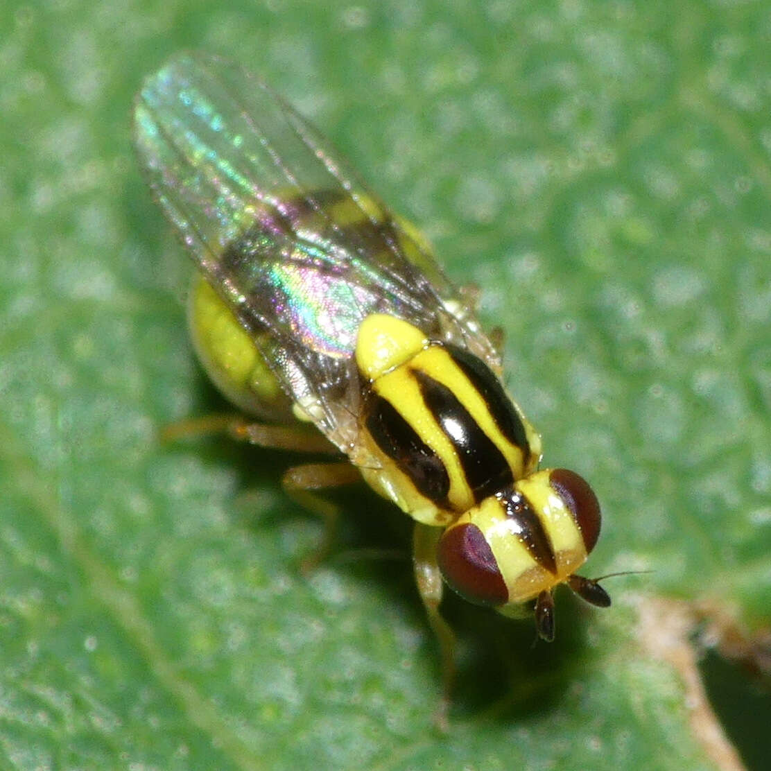 Image of Chloropid fly