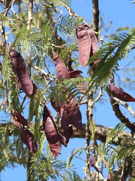 Imagem de Lysiloma aurita (Schltdl.) Benth.