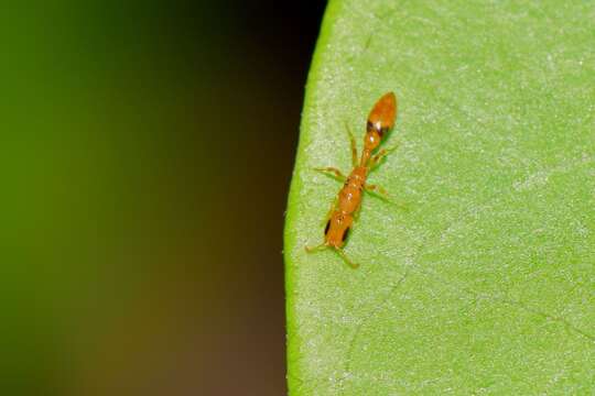 صورة Pseudomyrmex simplex (Smith 1877)