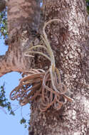 Image of Tillandsia duratii Vis.