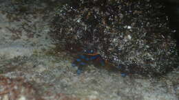 Image of blue-knuckled hermit