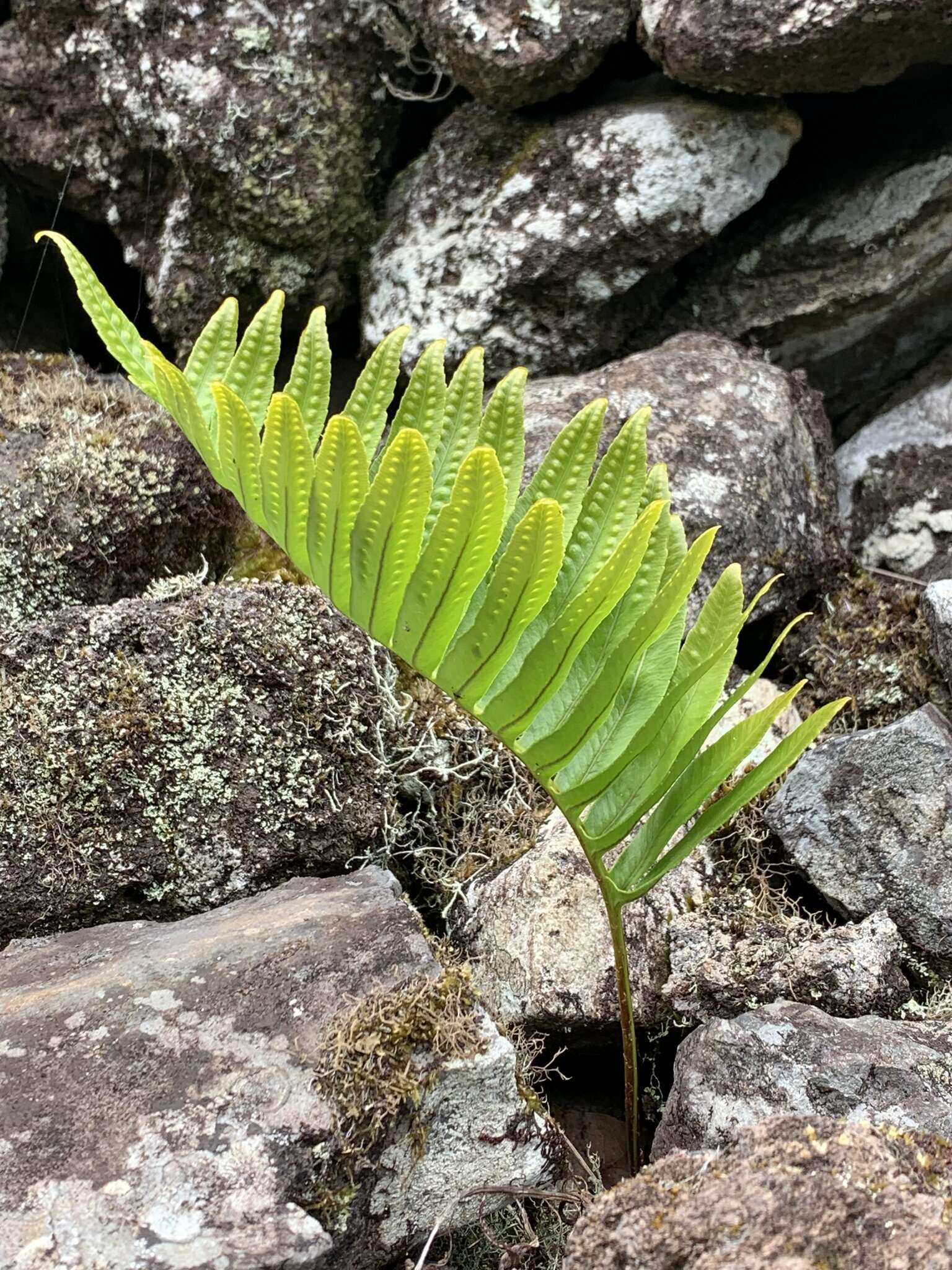 Plancia ëd Polypodium macaronesicum subsp. azoricum (Vasc.) F. J. Rumsey, Carine & Robba