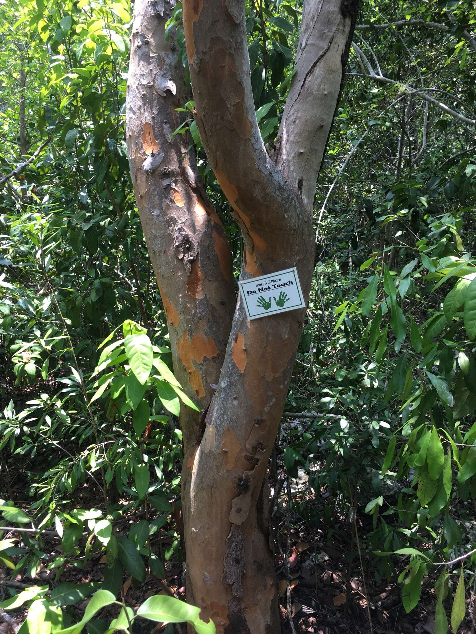 Image of Florida poisontree