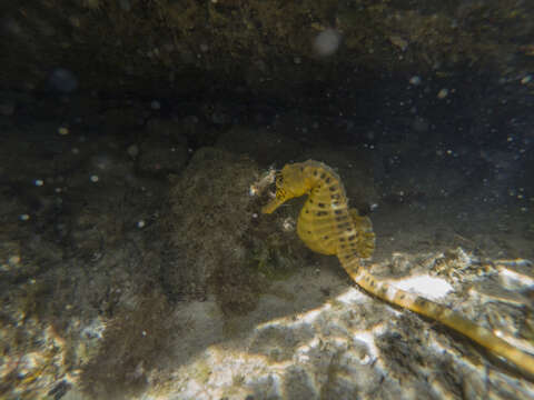 Image of Big-belly Seahorse