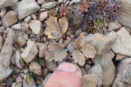 Image de Ranunculus crithmifolius Hook. fil.