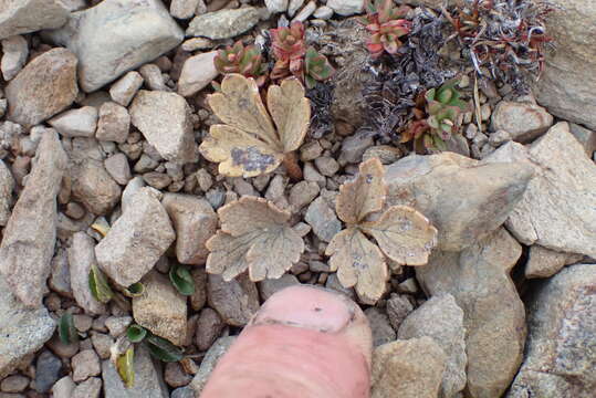 Image de Ranunculus crithmifolius Hook. fil.