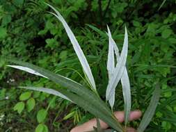 Image of narrow-leaf willow