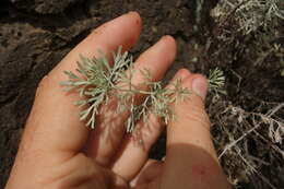 Image of Artemisia rutifolia Steph. ex Spreng.