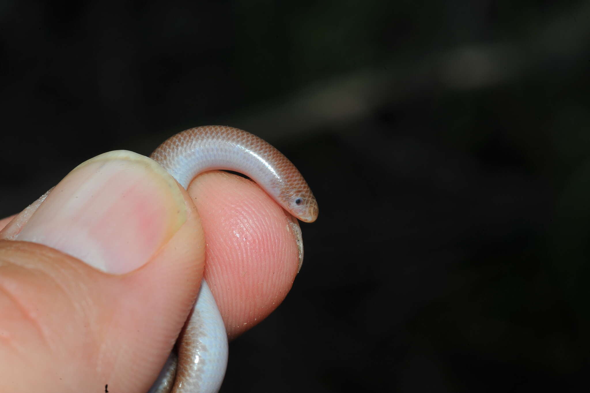 Image of Guantanamo Bay Blindsnake