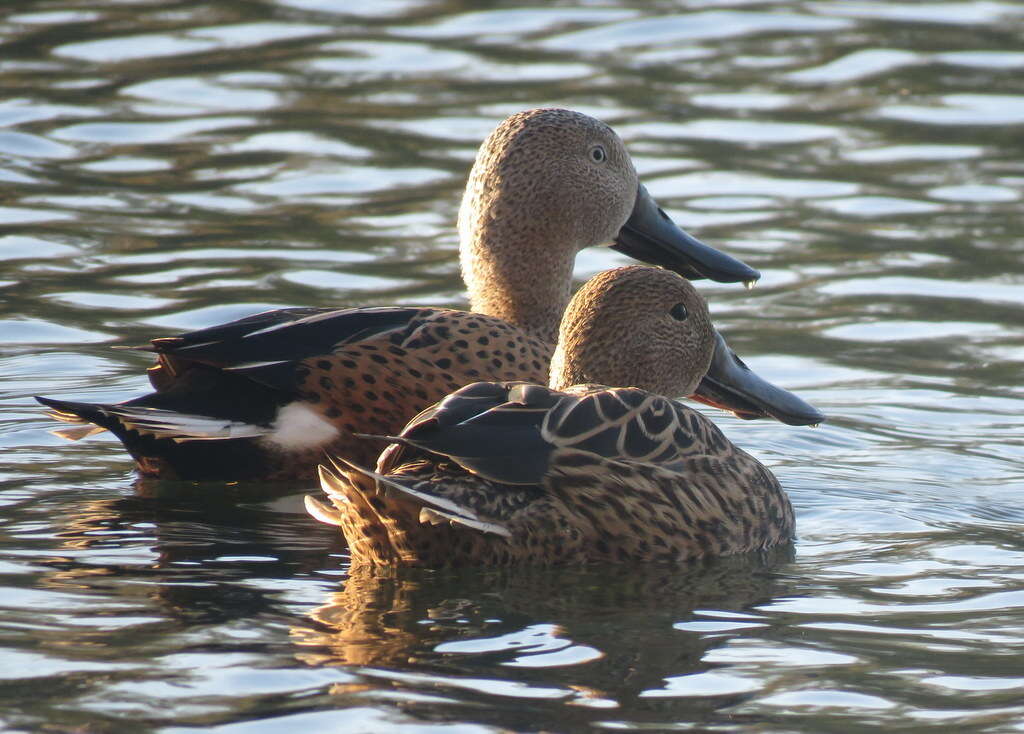 Image of Red Shoveler