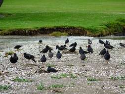 Image of Variable Oystercatcher