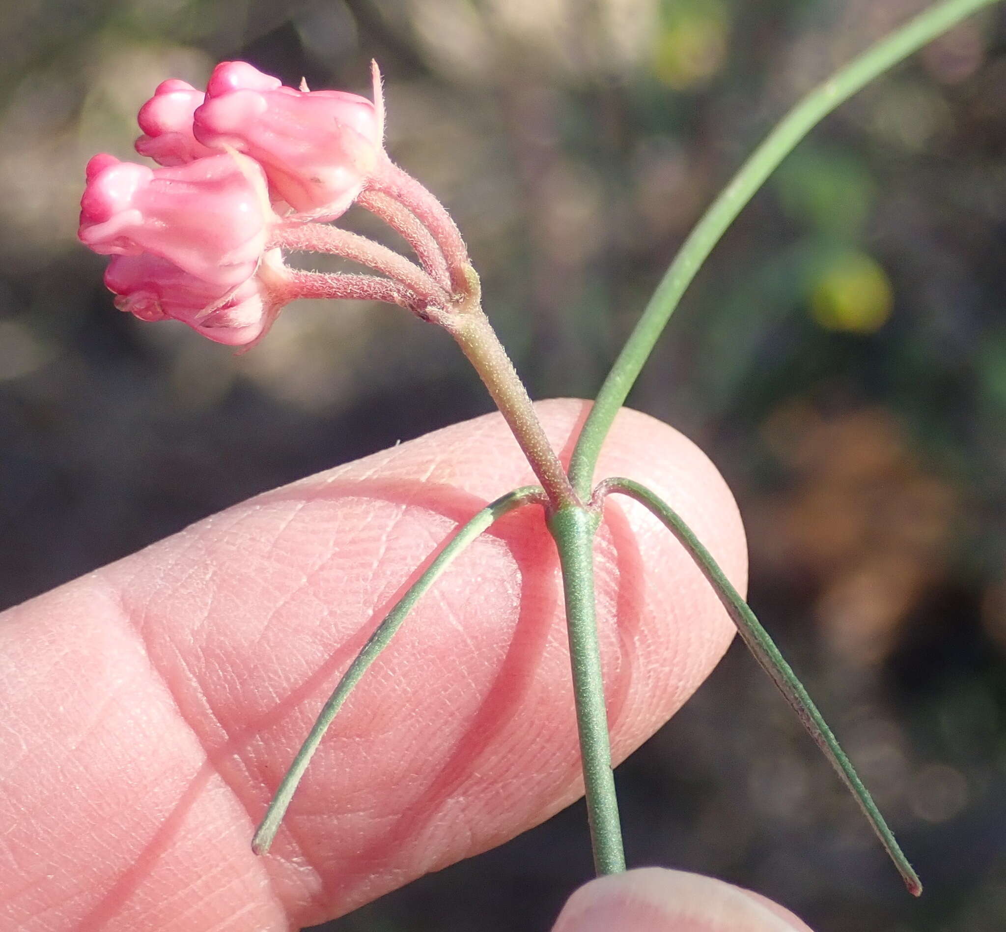 Image of Wax creeper