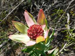 Imagem de Leucadendron burchellii I. J. M. Williams