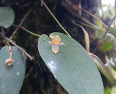 Plancia ëd Pleurothallis pansamalae Schltr.