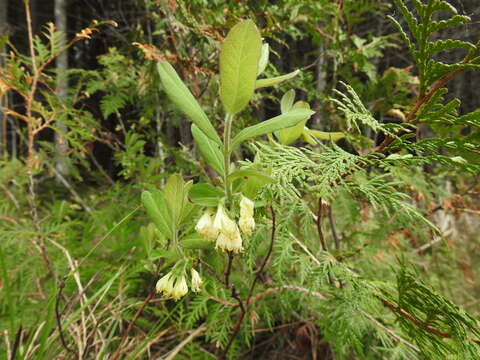 Imagem de Lonicera villosa (Michx.) Roem. & Schult.