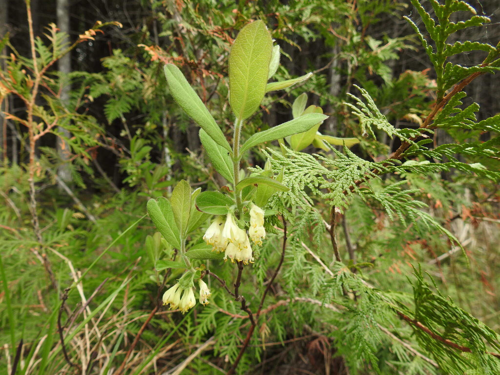 صورة Lonicera villosa (Michx.) Roem. & Schult.