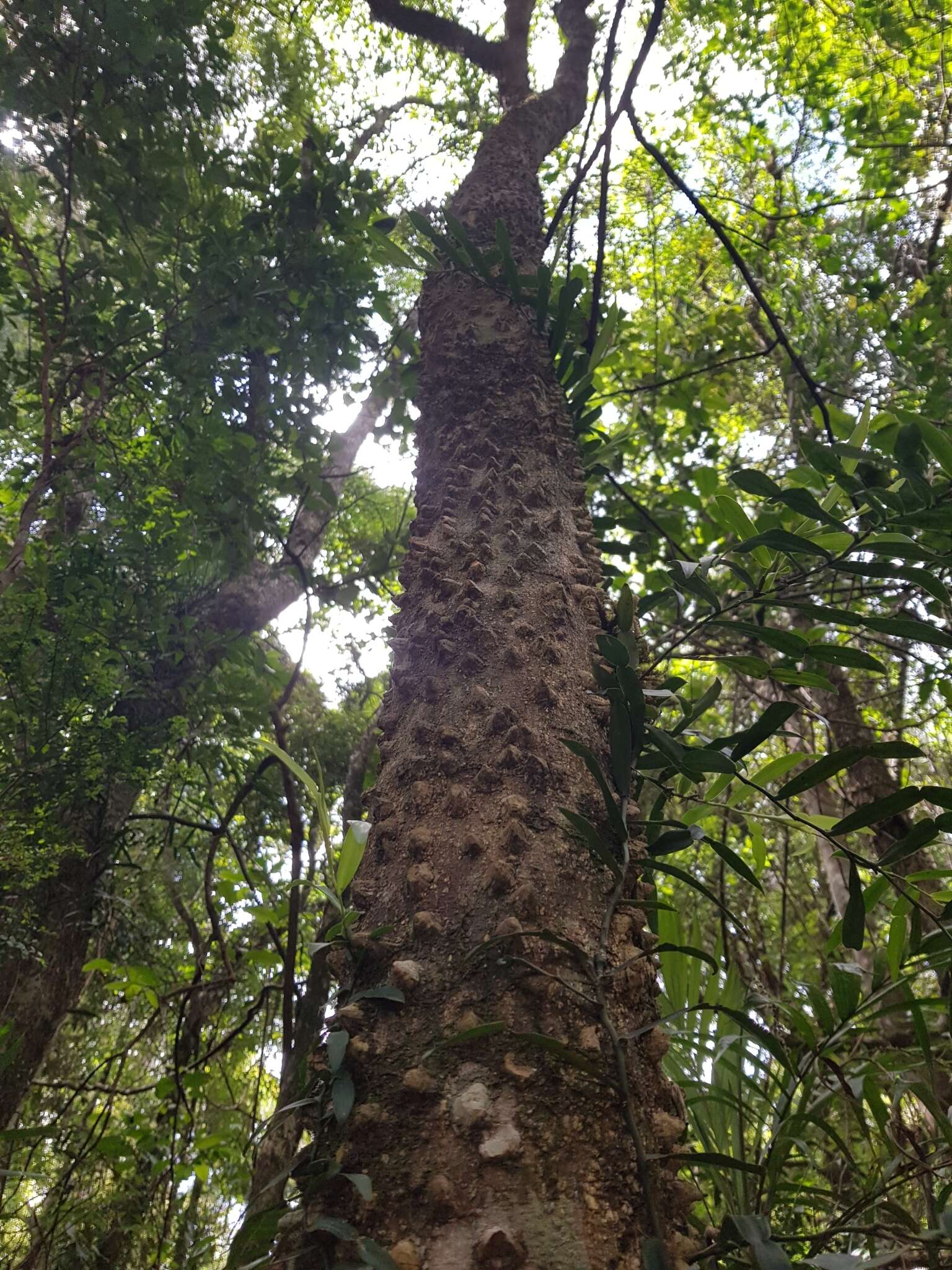 Imagem de Zanthoxylum brachyacanthum F. Müll.